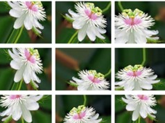 Nhận dạng cây thuốc bằng ứng dụng di động